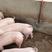 优质太湖母猪产仔率高包运输抗病性强支持视频看货