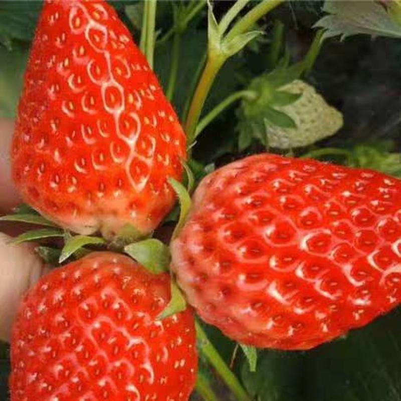 草莓苗章姬红颜女峰草莓苗盆栽地栽南北方种植包成活