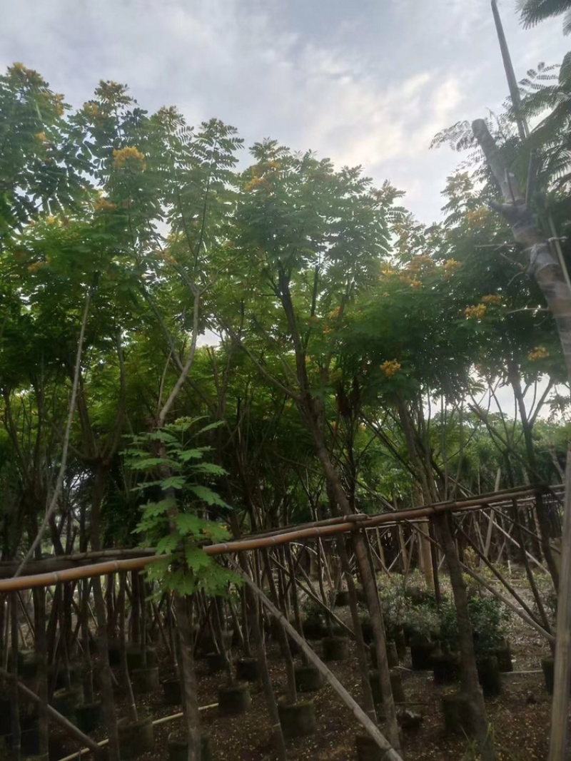 黄槐5-10公分骨架袋苗