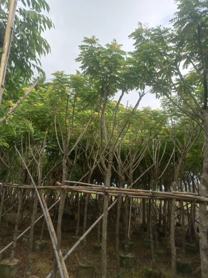 黄槐5-10公分骨架袋苗