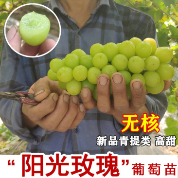 阳光玫瑰葡萄苗-蓝宝石,红宝石-美人指-品种保证,