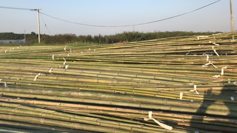 批发大竹竿大棚搭架竹竿蘑菇棚搭架竹竿养殖种植搭架长竹竿
