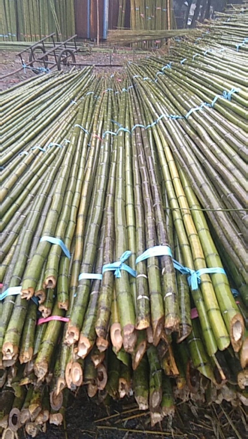 批发大竹竿大棚搭架竹竿蘑菇棚搭架竹竿养殖种植搭架长竹竿