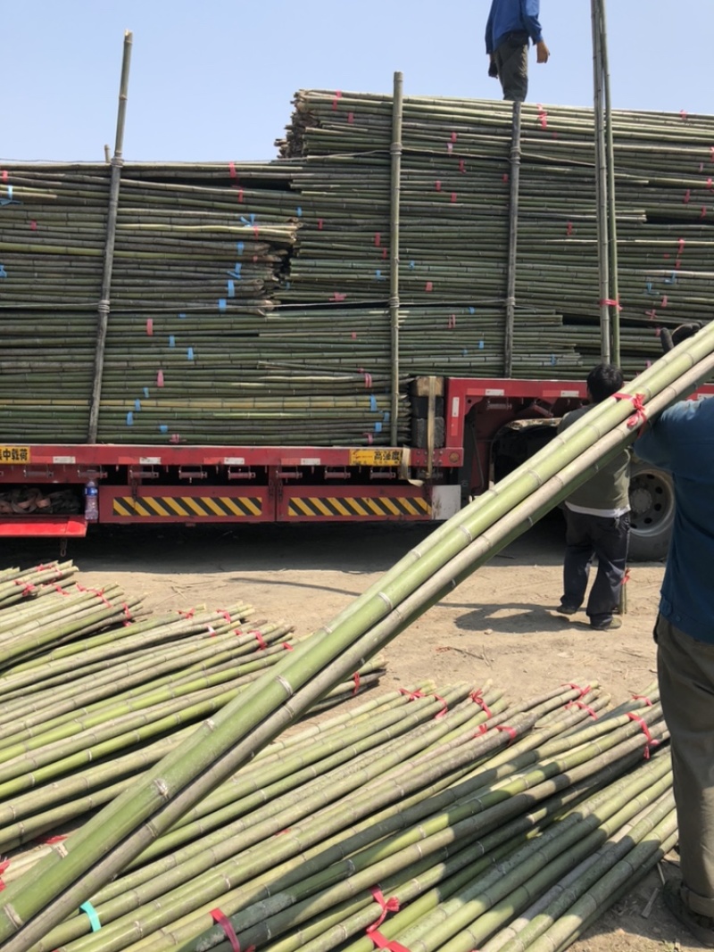 批发大竹竿大棚搭架竹竿蘑菇棚搭架竹竿养殖种植搭架长竹竿