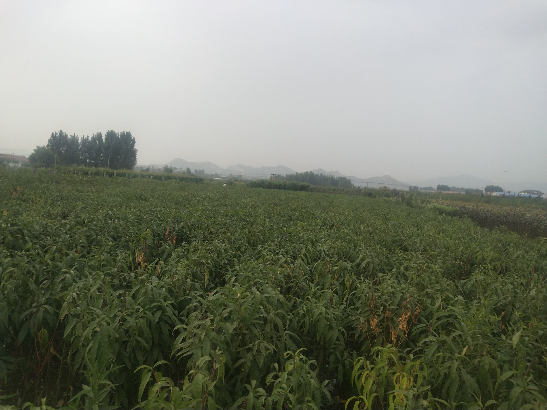 中桃10号桃果园种植场景