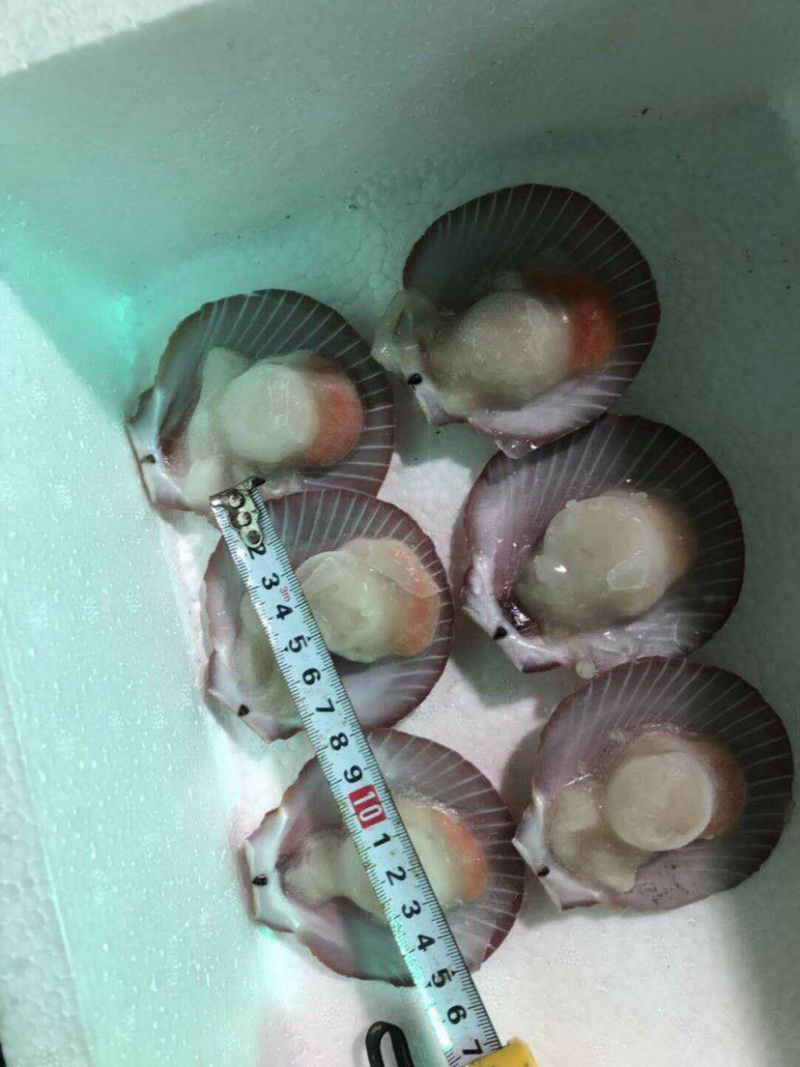 北海半壳日月贝一手厂家直供欢迎来挑战更低价。