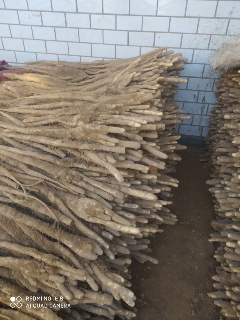 精品佛手山药，河北深州小白嘴海量货源，供应时间长