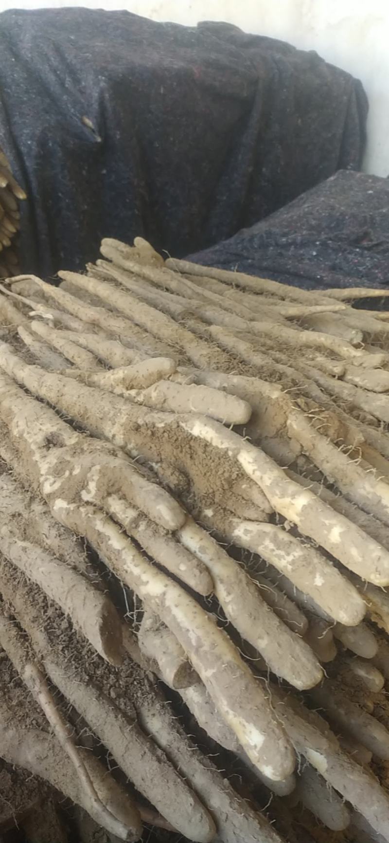 精品佛手山药，河北深州小白嘴海量货源，供应时间长