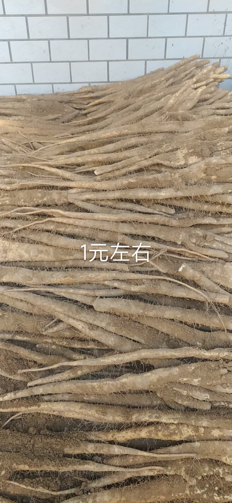 精品佛手山药，河北深州小白嘴海量货源，供应时间长