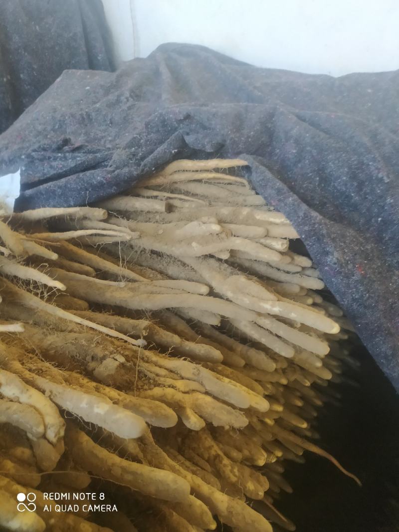 精品佛手山药，河北深州小白嘴海量货源，供应时间长