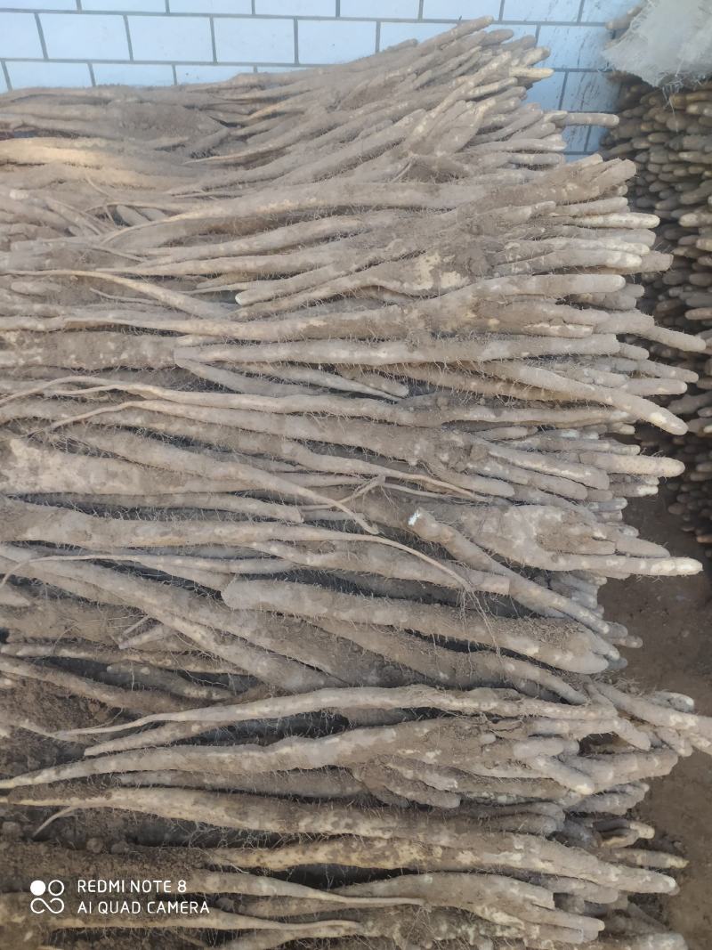 精品佛手山药，河北深州小白嘴海量货源，供应时间长