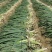 河北大葱鸡腿大葱大头葱头大白长万亩货源欢迎致电