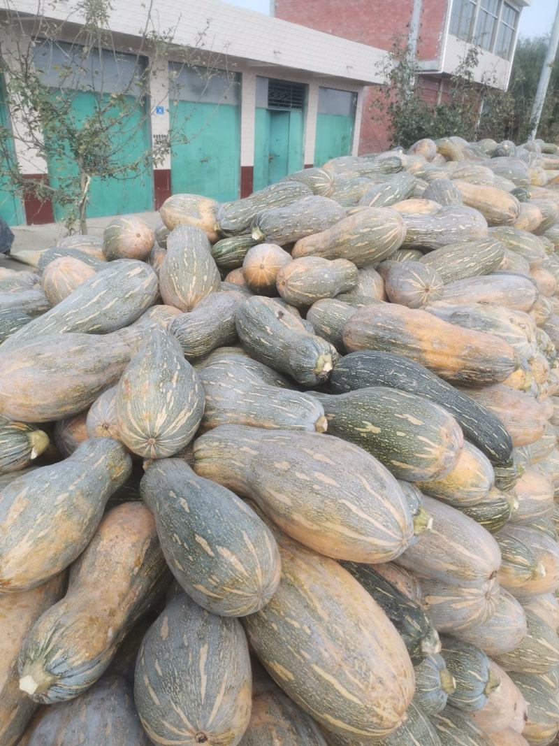 南瓜，金韩蜜本南瓜，现一大量上市，价格随行就市