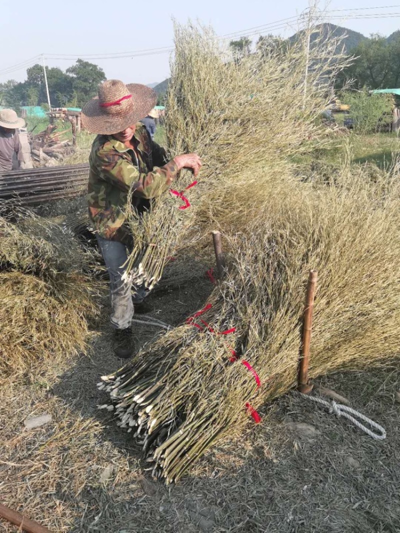 产地直销精加工毛竹竹枝扫帚苗扫帚（新枝二黄）装饰毛竹竹枝