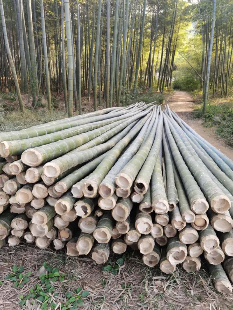 产地批发5年以上生长期毛竹楠竹直径7-15厘米
