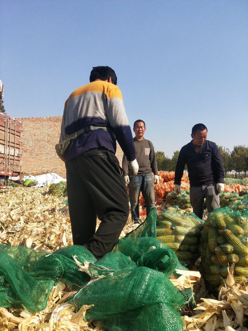 粮油作物玉米棒子正在出售当中