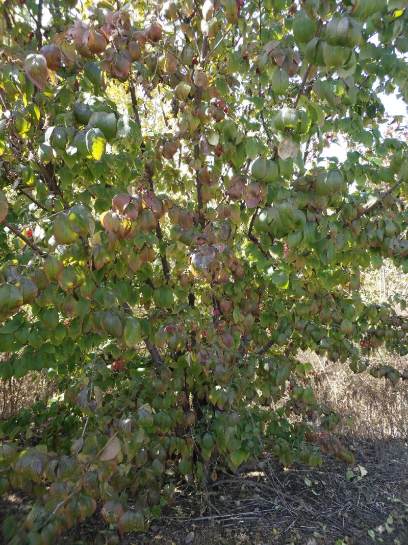 种植20年的山茱萸，欢迎询价