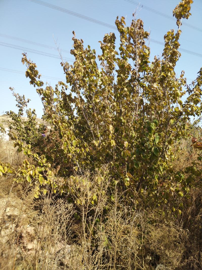种植20年的山茱萸，欢迎询价