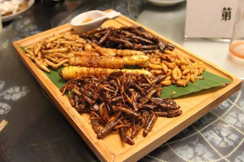 柴虫木虫哈虫干冻货活体速冻食用6公分产地直供