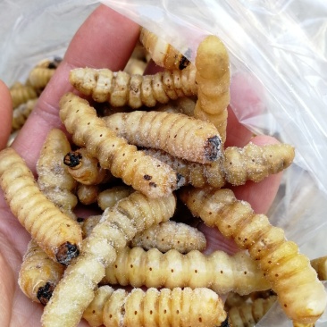 柴虫木虫哈虫干冻货活体速冻食用6公分产地直供