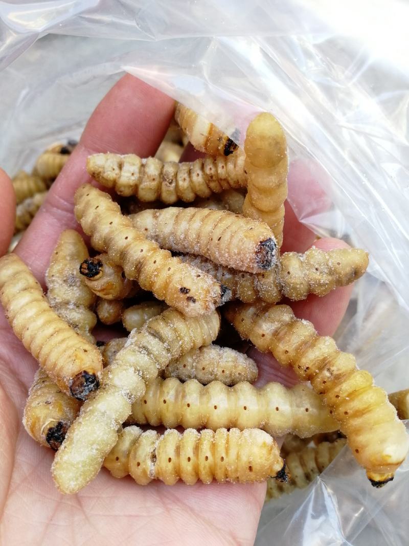 柴虫木虫哈虫干冻货活体速冻食用6公分产地直供
