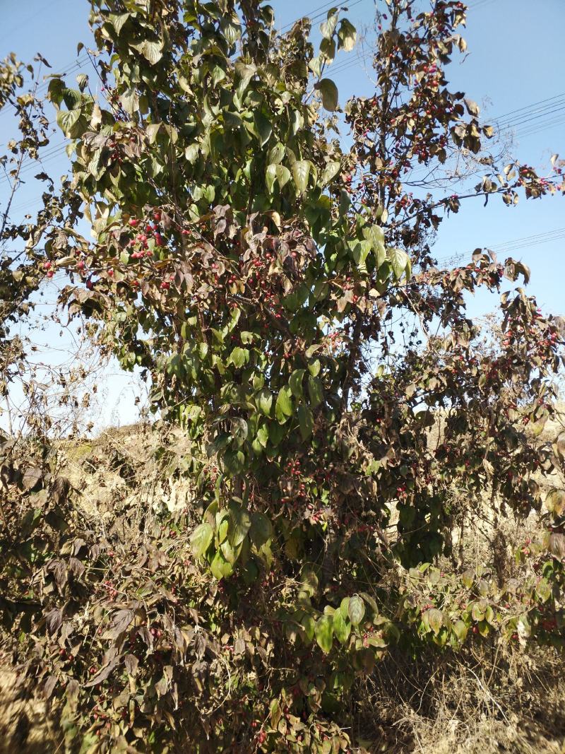 种植20年的山茱萸，欢迎询价