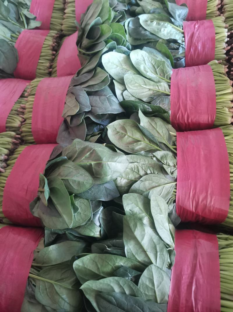 【精品】大叶菠菜大量上市中，优质菜品真诚服务欢迎咨询