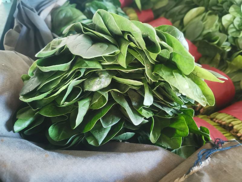 【精品】大叶菠菜大量上市中，优质菜品真诚服务欢迎咨询