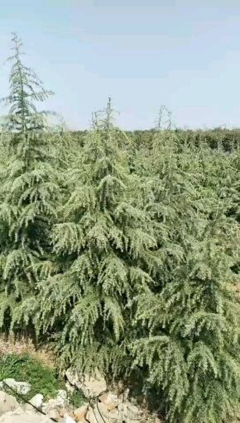 河南精品雪松包检疫2~6米随号随挖基地直供
