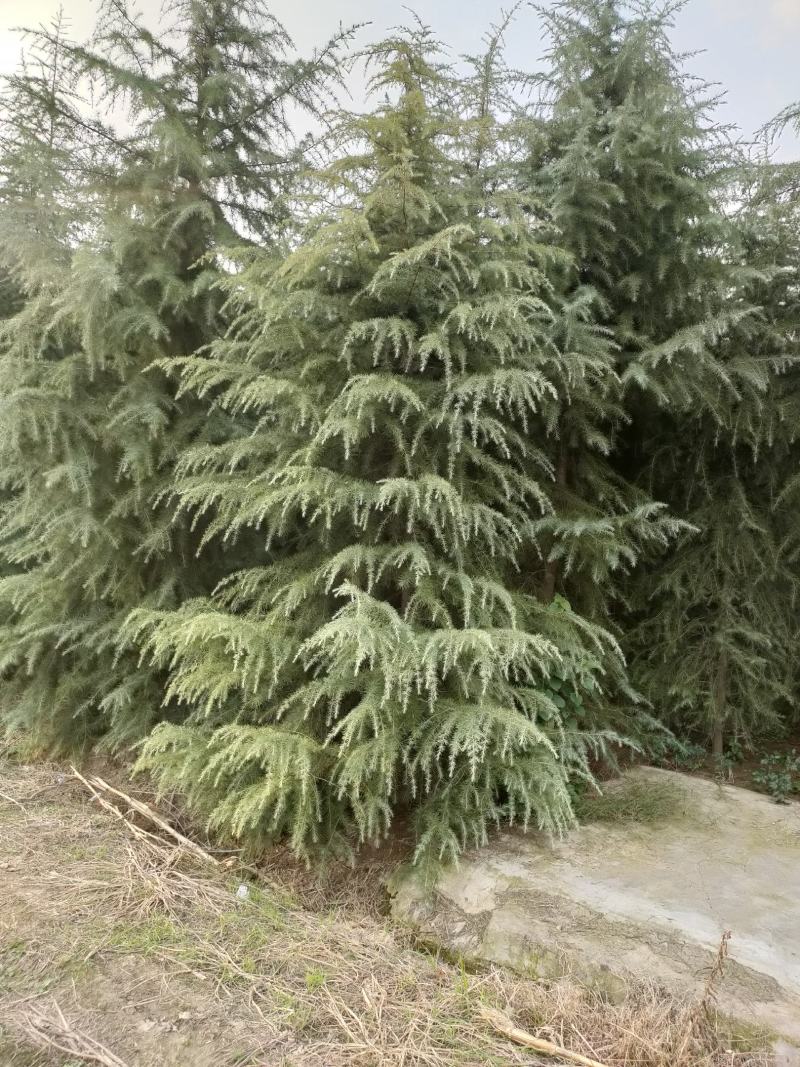 河南精品雪松包检疫2~6米随号随挖基地直供