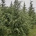 河南精品雪松包检疫2~6米随号随挖基地直供