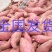 山东徐薯18，淀粉薯，烟薯25，精品全国发货