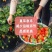 冰冻牛奶草莓新鲜冷冻草莓丹东99草莓冷冻草莓速冻草莓颗粒