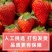冰冻牛奶草莓新鲜冷冻草莓丹东99草莓冷冻草莓速冻草莓颗粒