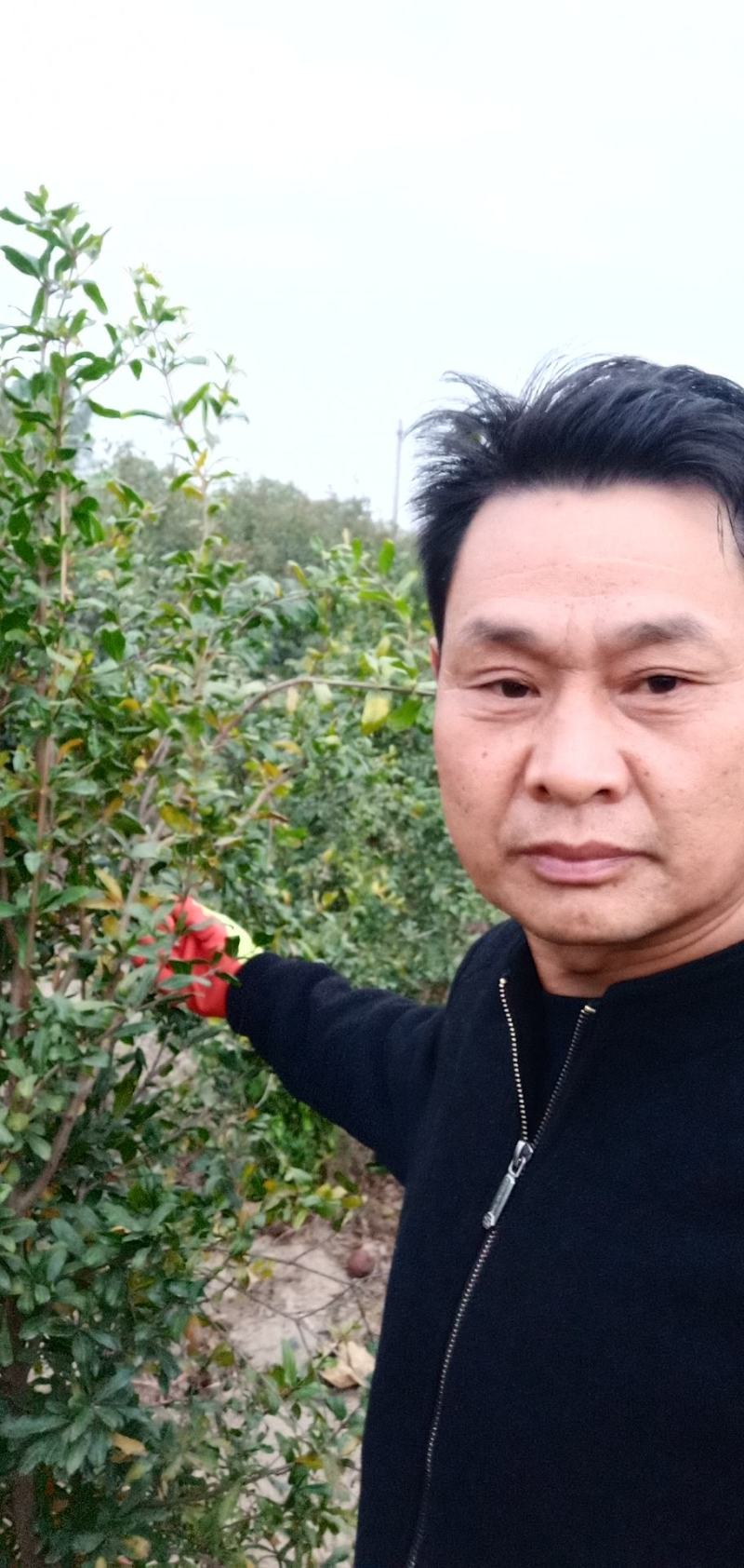 树龄为四年挂果期河南荥阳突尼斯软籽石榴树