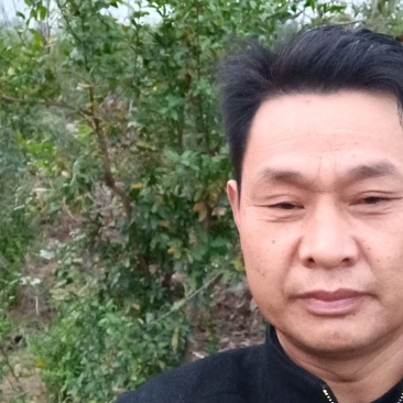 树龄为四年挂果期河南荥阳突尼斯软籽石榴树