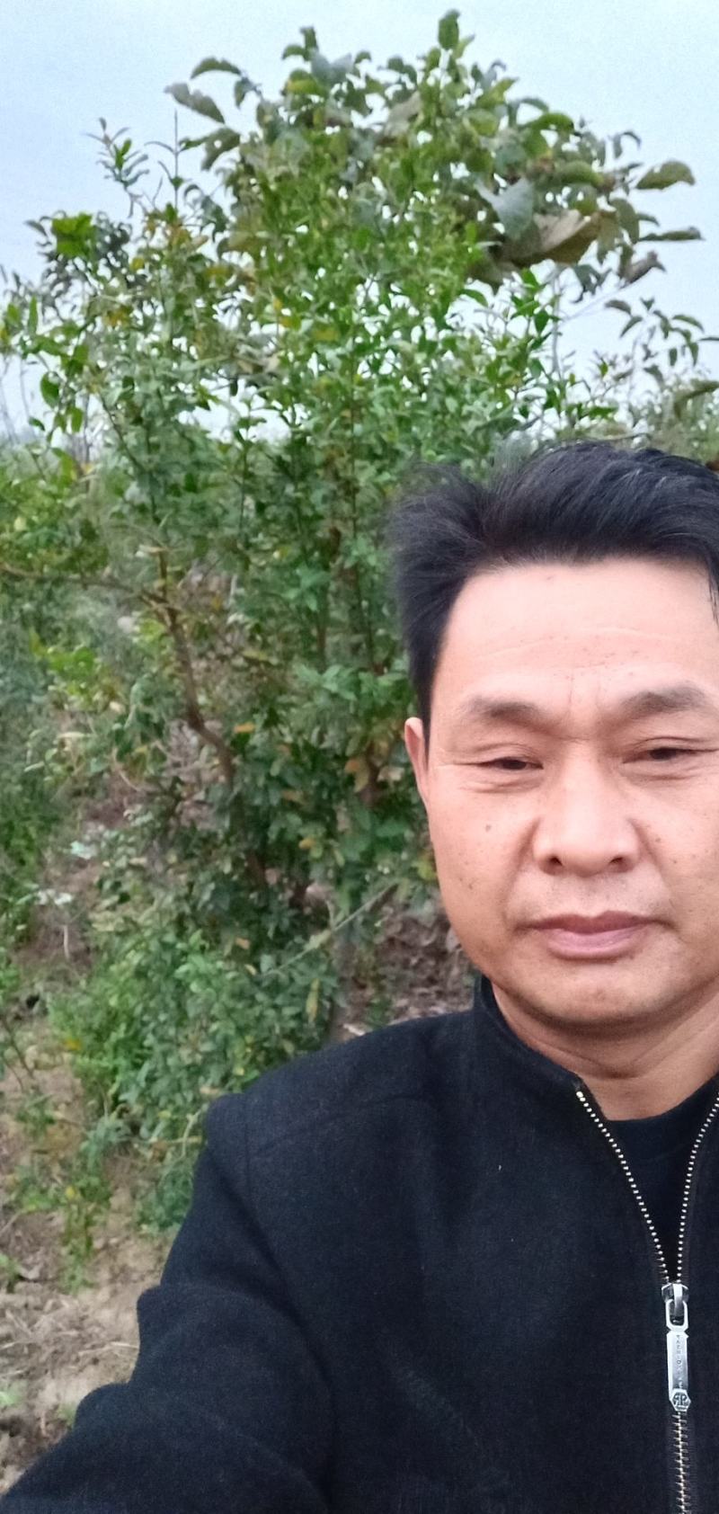 树龄为四年挂果期河南荥阳突尼斯软籽石榴树