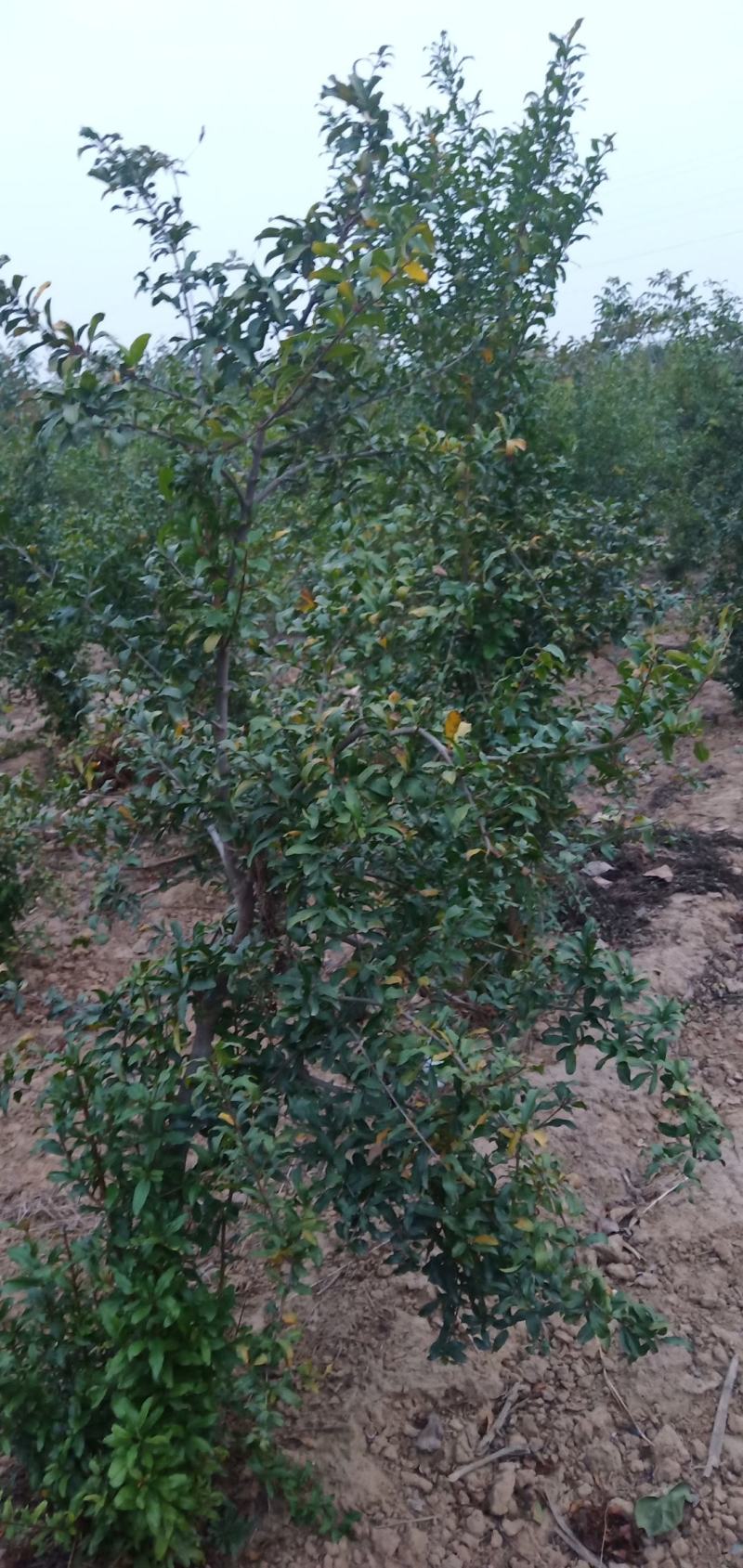 树龄为四年挂果期河南荥阳突尼斯软籽石榴树