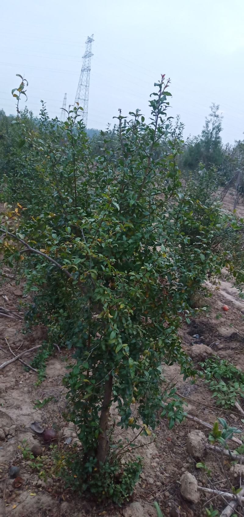 树龄为四年挂果期河南荥阳突尼斯软籽石榴树