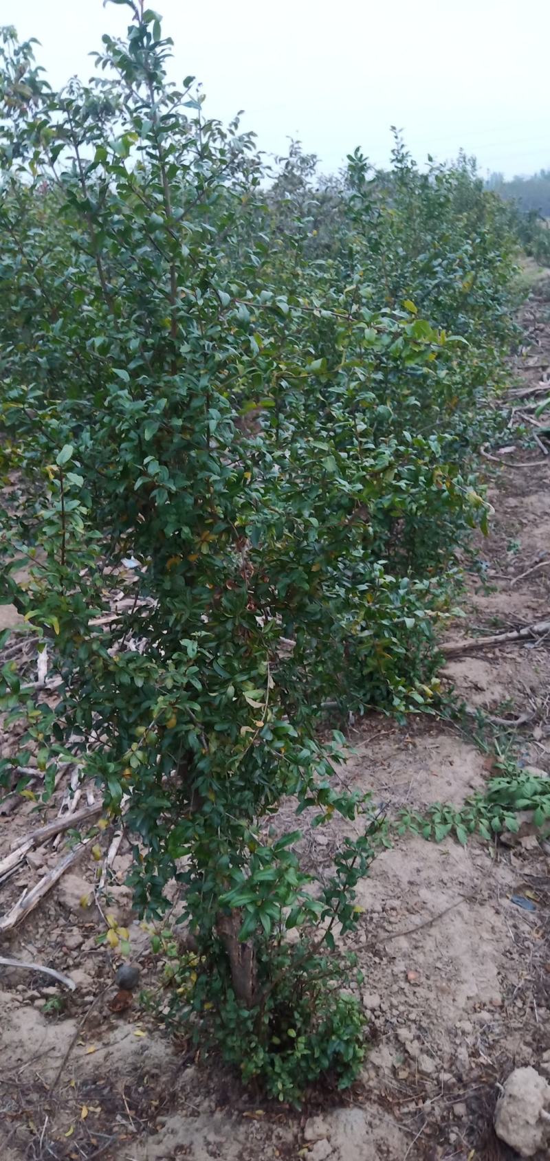 树龄为四年挂果期河南荥阳突尼斯软籽石榴树