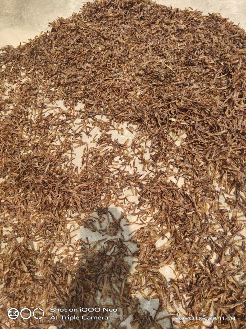 江苏地龙，机开网晒，晾干水蛭