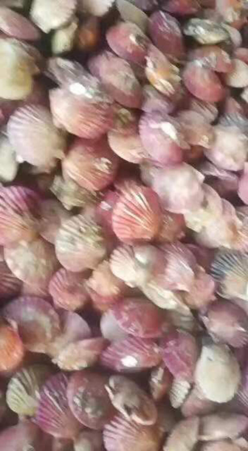 鲜活扇贝小红贝港湾贝鲜活发货现捕捞红贝肥美