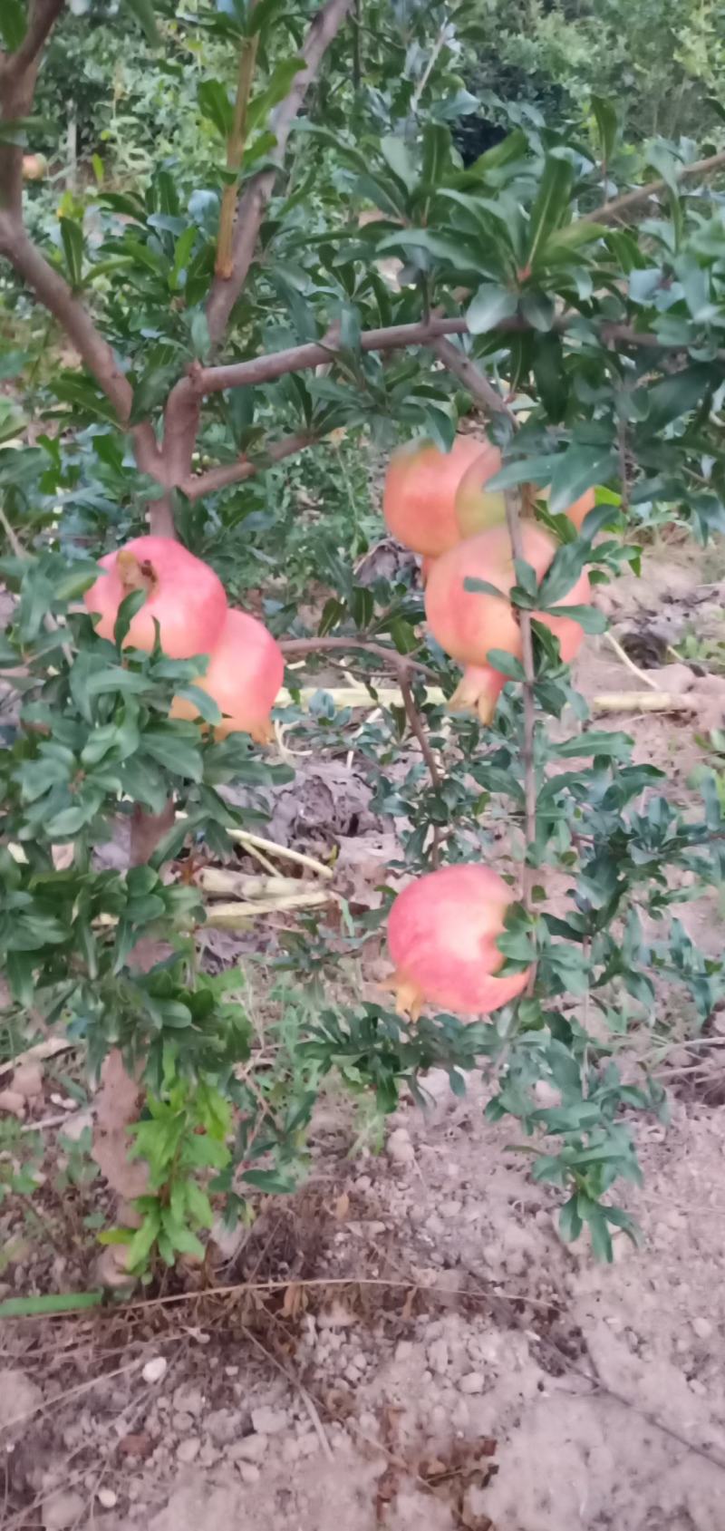 树龄为四年挂果期河南荥阳突尼斯软籽石榴树