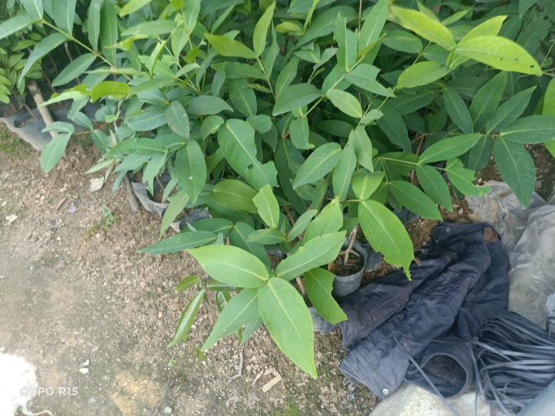 莲雾苗嫁接果树苗黑金刚莲雾树苗