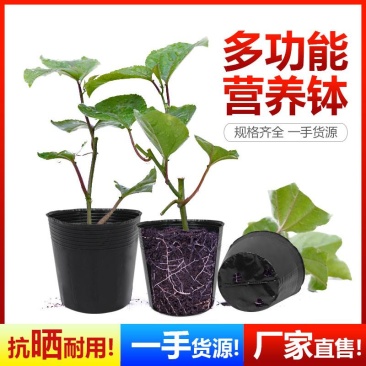树苗育苗杯营养钵营养杯塑料