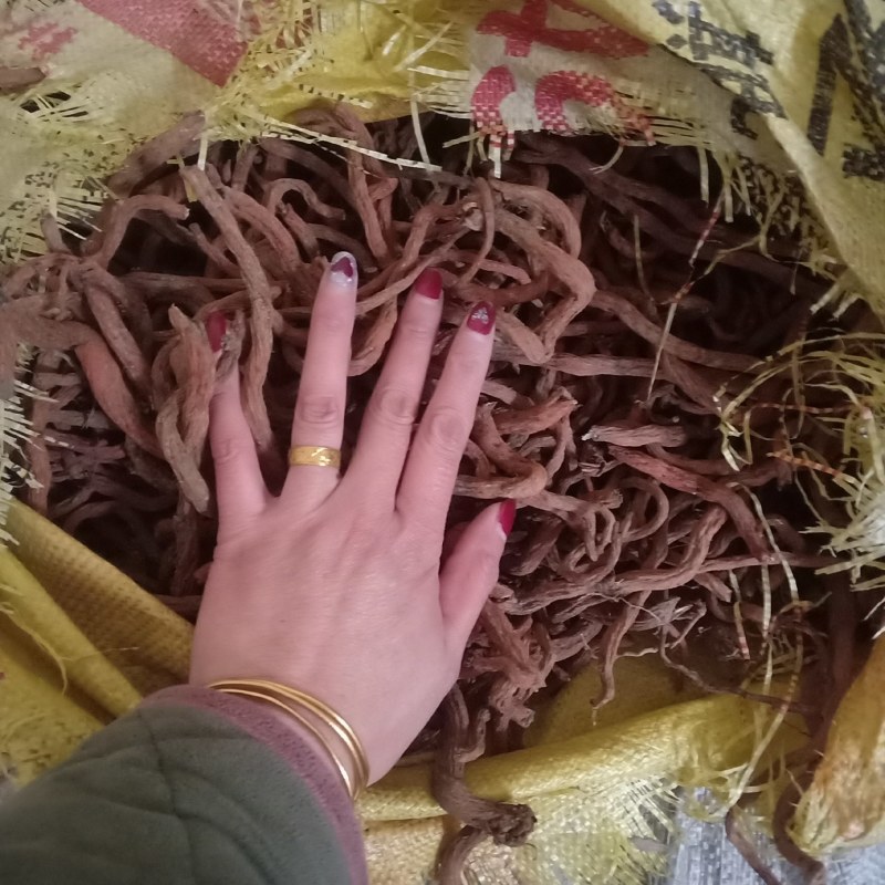 丹参，大量供应，苗栽丹参红皮白茬，各种规格