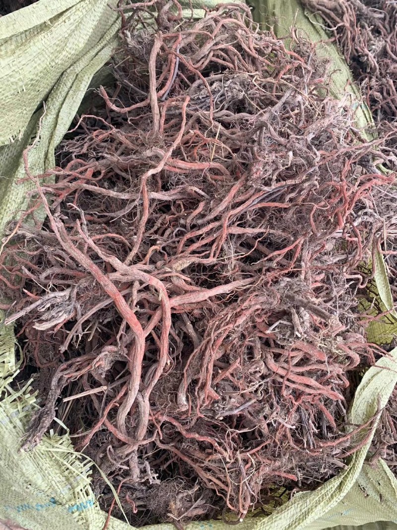 丹参，大量供应，苗栽丹参红皮白茬，各种规格