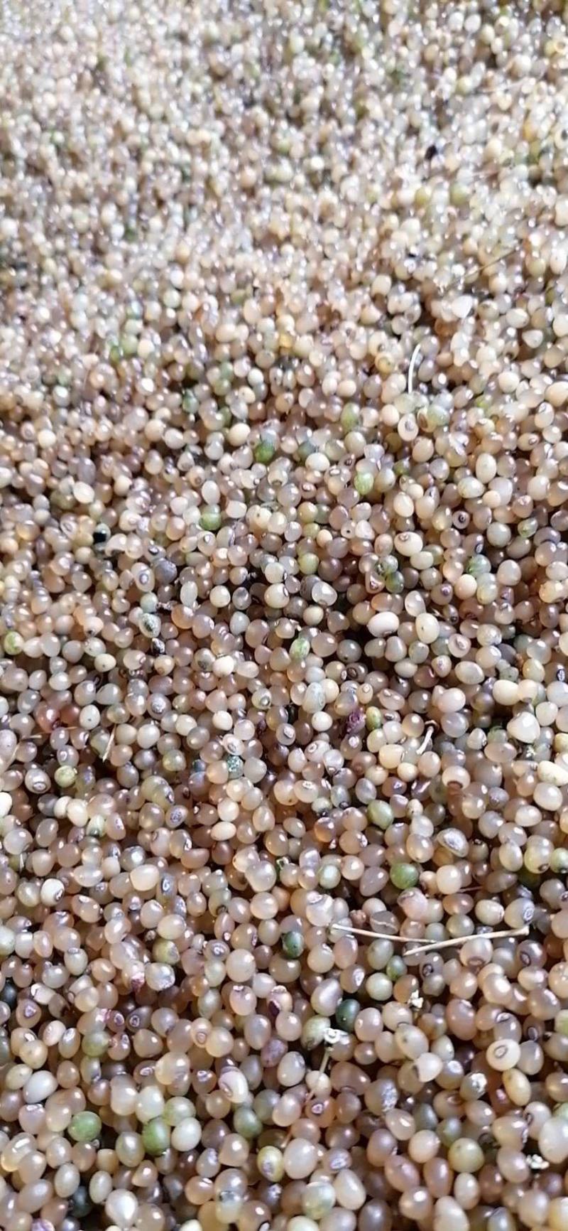 黄精种子大别山多花甜黄精催芽种子