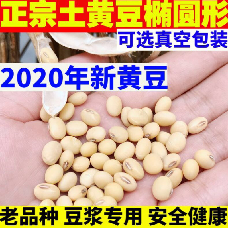 黄豆2020年新黄豆