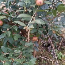 高山油茶果正在采摘中